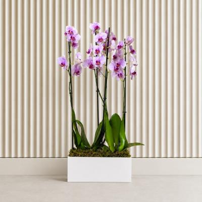 Phalaenopsis Latitude