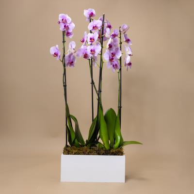 Phalaenopsis Latitude