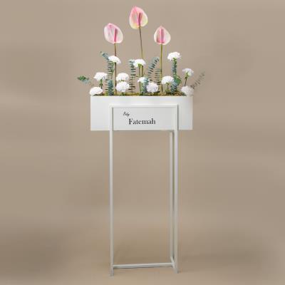 Escalate Anthurium