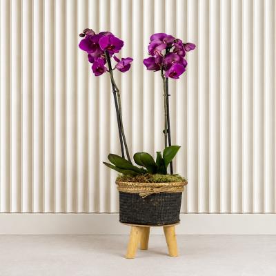 Simply Fuchsia