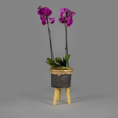 Simply Fuchsia