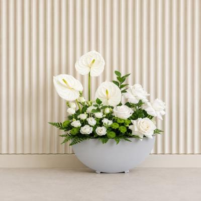 Anthurium Trio