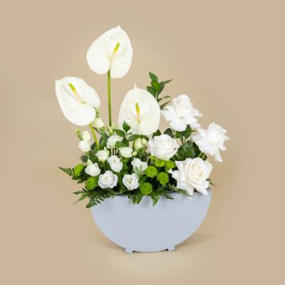 Anthurium Trio