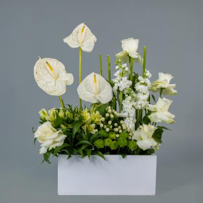 Saint Anthurium