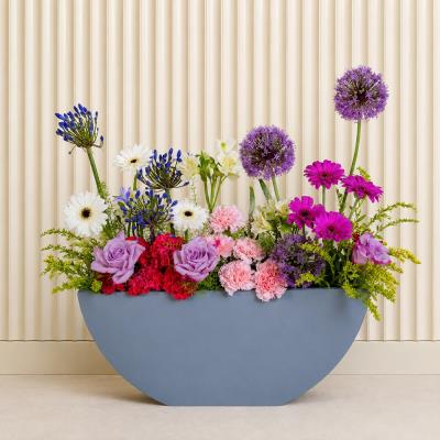 Ascending Allium