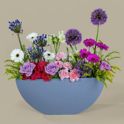 Ascending Allium