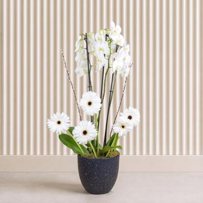 White Harmony
