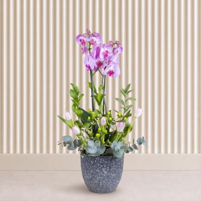Tulip Dream