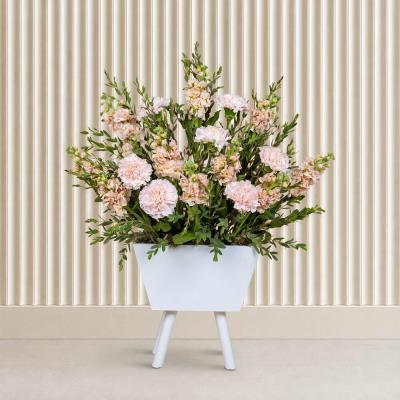 Peach Melody